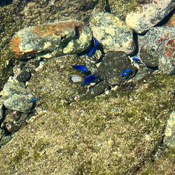 Kleine blaue Fische