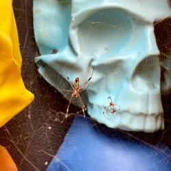 Die ganze Zeit stehen wir unbewusst unter dieser großen Spinne 😅