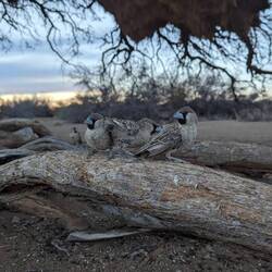 Unter dem Webervogelnest