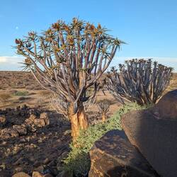 Köcherbäume und Steine