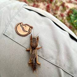 stark geschwächte Maulwurfsgrille