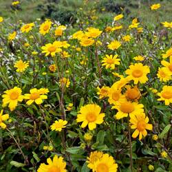 .. den Kranzwucherblumen vermutlich genauso.