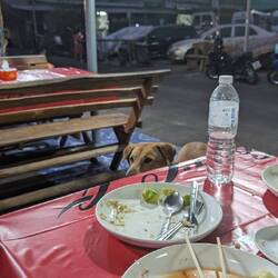 Too hungry I forgot to take picture of dinner, but we made a friend