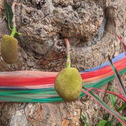Jackfruit tree!