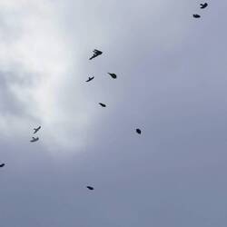 Die Dohlen genießen den Wind, der uns im Lift einfriert