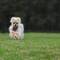 Leo just loved the open space and short grass of the bowling green in the Water Tower Gardens