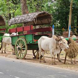 First lot of transport for the Village tour