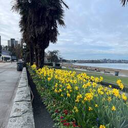 It's Spring and the daffodils are in full bloom.