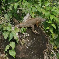 Leguan