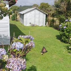 Laura ist sehr krank, aber am zweiten Tag kann ich sie für eine Laufrunde alleine lassen.