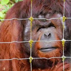Orangutan Looking at Us in Our Cage