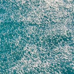 Large School of Fish