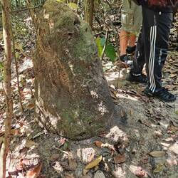 Termite mound