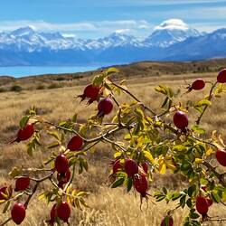 Pause mit Blick auf Mount Cook (höchster Berg Neuseelands)