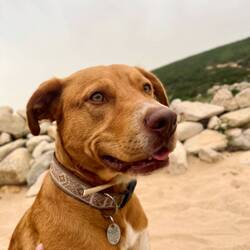 Hundeliebe gibt es oben drauf 😌