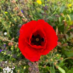 Es wird zunehmend grüner und ähnelt fast zuhause (Klatschmohn).