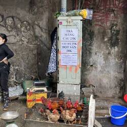 Very fresh chicken for dinner tonight