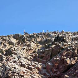 Pelicans are all wrong, oh plus a Penguin!