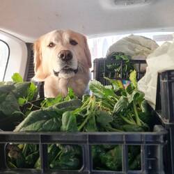 Fidèle compagnon : Argo 🐶