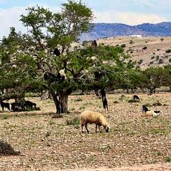 Ziegen auf den Argan-Bäumen