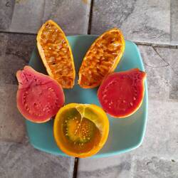 Kolumbianische Früchte sind die Besten. Hier Curuba, Guayaba und Lulo (v. oben)