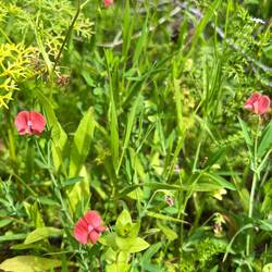 ..und die Rote Platterbse wohlfühlen.