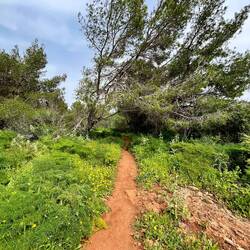 ..wo sich auch Kiefern..