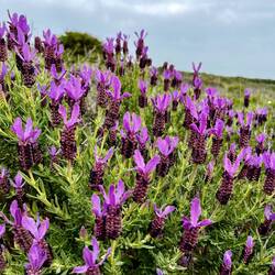 Frischer Schopflavendel findet perfekte Bedingungen..