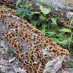 פטריות בדרך