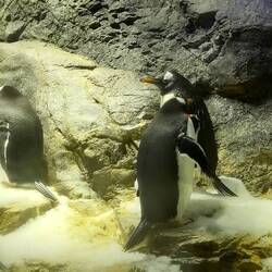 ... die Pinguine auch