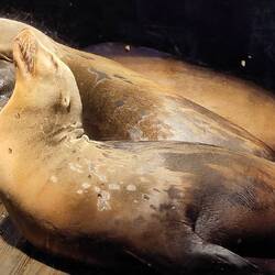 Die Robbe lässt es sich gut gehen