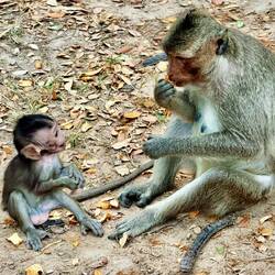 A band of about 60 macaque monkeys rule Angkor Wat