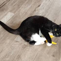 Gotta get the catnip banana