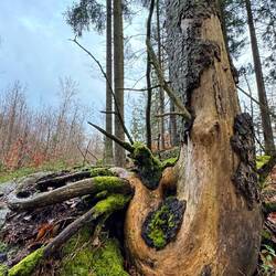 Die Ausbildung zur Schlange hingeworfen und dann erfolgreich zum Baum umgeschult.
