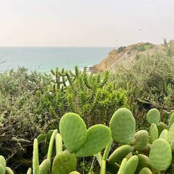 Opuntia und Feigenkaktus