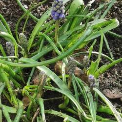 Auch wenn ich sie nicht mehr pflege - eine Traubenhyazinthe hat in der Baumscheibe überlebt