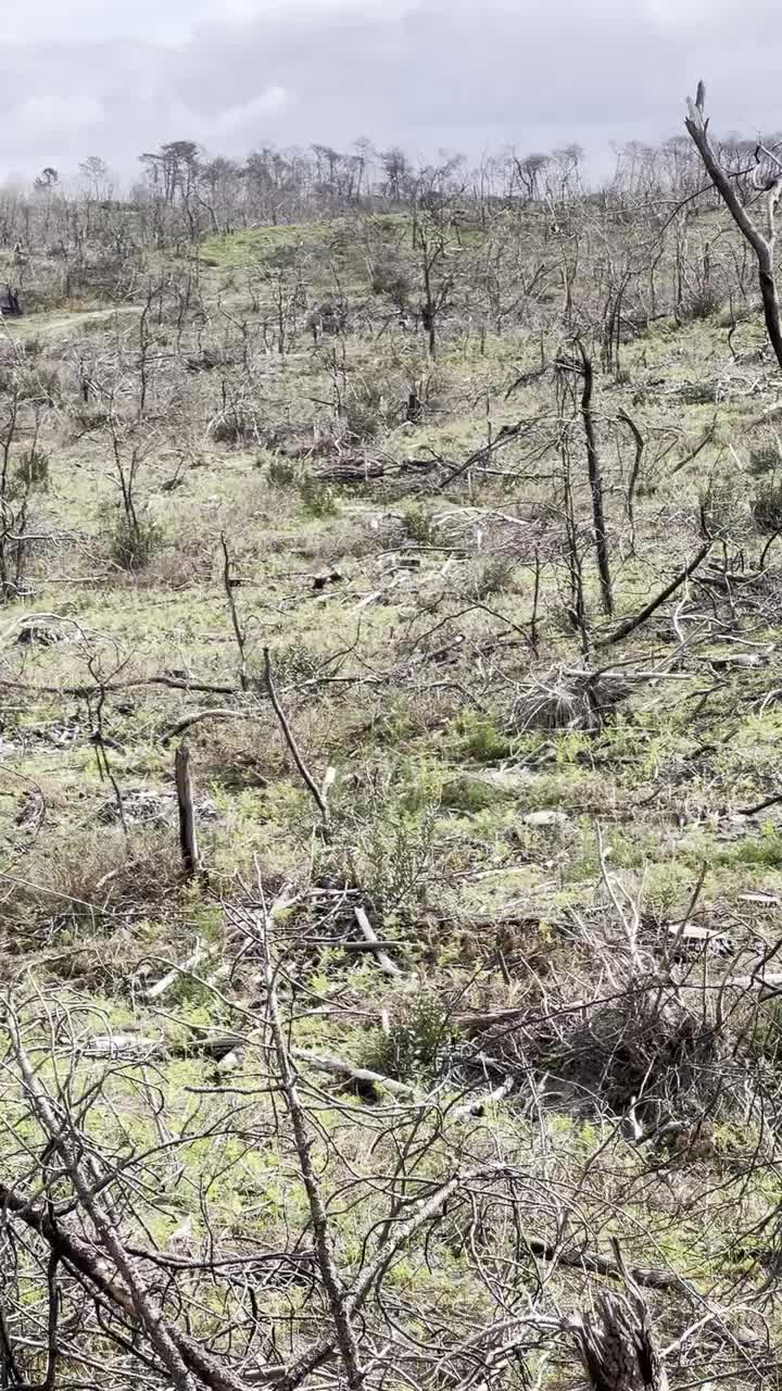 Abgebrannte Pinienwälder südlich von Arcachon