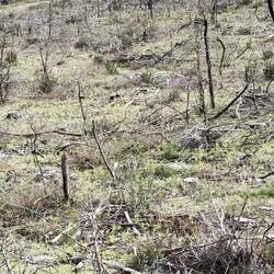 Abgebrannte Pinienwälder südlich von Arcachon