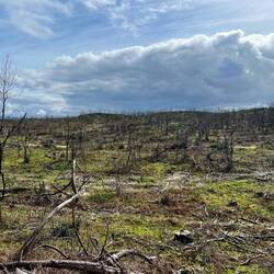 Überall verbrannte Pinienwälder