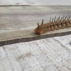 Am letzten Tag grüßt die Stachelraupe!