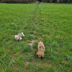 A footpath where the ground was a little less muddy, but the dogs still weren't impressed