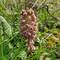 Interesting looking flower on the towpath. The PlantNet app identified it as a Butterbur.
