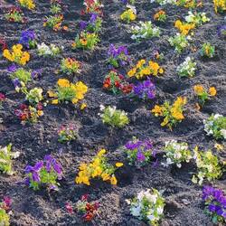 Und auch in HH wird es langsam Frühling 🌼🌸