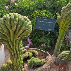 One of several weird local plants in the garden