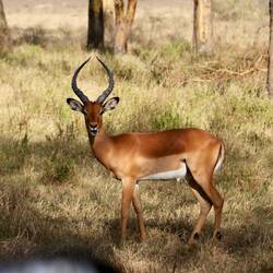 An impala staring back at us in Nakuru National Park (Kenya)