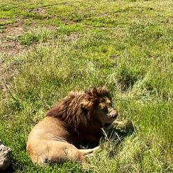 A lion laying in the high noon sun in the Ngorongoro Crater (Tanzania)