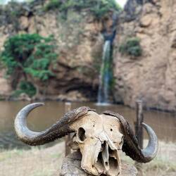 One of the typical Buffalo sculls you see in every National Park - photo taken in Nakuru (Kenya)
