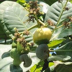 Cashew flower with nut