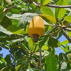 Cashew Nut at bottom of flower