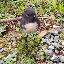 South Island Robin